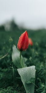 Dew,Tulip,Macro,Flower,Wet