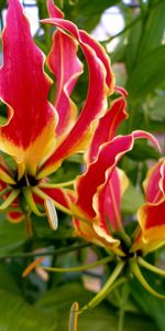 Gros Plan,Démantelé,Étamines,Gloriosa,Glorioza |,Licencieux,Fermer,Fleur,Fleurs