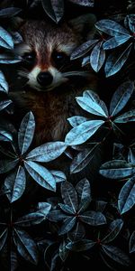 Disguise,Raccoon,Camouflage,Animals,Leaves