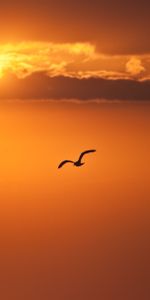 Disk,Nature,Sunset,Sun,Bird,Flight,Freedom