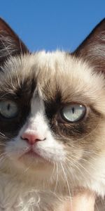 Dissatisfied,Discontented,Grumpy Cat,Animals,Cat