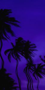 Distorsion,Illusion,Palms,Sombre