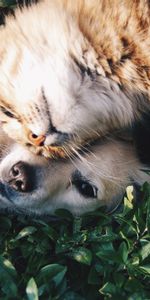 Dog,Animals,Friendship,Tenderness,Cat