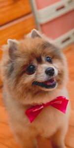 Dog,Animals,Protruding Tongue,Tongue Stuck Out,Bow,Spitz