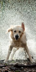 Dog,Animals,Spray,Wool