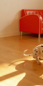 Dog,Ball,Dalmatians,Dalmatian,Floor,Animals,Toy,Room