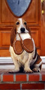 Dog,Big Ears,Sneaker,Fidelity,Slippers,Devotion,Animals