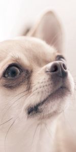 Dog,Blur,Smooth,Opinion,Sight,Small,Petite,Animals