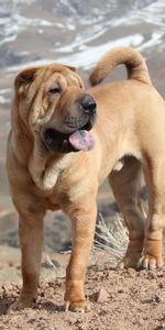 Dog,Break,Precipice,Expectation,Waiting,Shar Pei,Animals