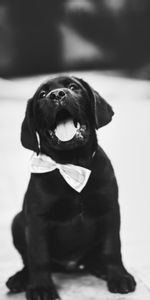 Dog,Bw,Puppy,Bow Tie,Butterfly Tie,Animals,Chb