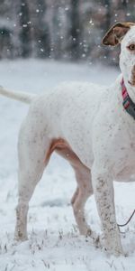 Dog,Collar,Pit Bull Terrier,Pitbull Terrier,Animals,Snow