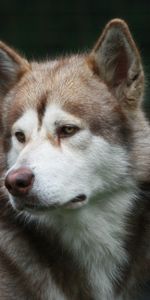 Dog,Color,Opinion,Sight,Husky,Haska,Observation,Animals