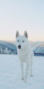 Dog,Husky,Animals,Snow