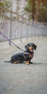 Dog,Leash,Blur,Smooth,Stroll,Animals,Dachshund