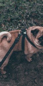 Dog,Leash,Pug,Animals,Stroll