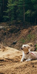 Dog,Leash,Stroll,Animals,Sand