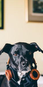 Dog,Music Lover,Headphones,Music