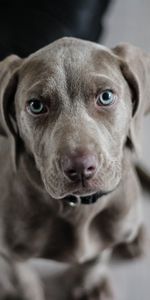 Dog,Muzzle,Animals,Eyes,Weimaraner