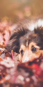 Dog,Muzzle,Animals,Foliage