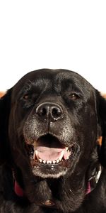 Dog,Muzzle,Animals,Labrador