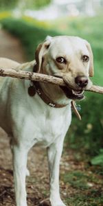 Dog,Muzzle,Animals,Stick