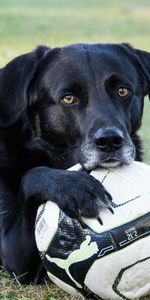 Animales,Perro,Bozal,Bola,Patas,Pelota,Fútbol