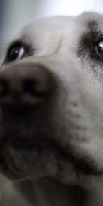 Dog,Muzzle,Blur,Smooth,Grey,Opinion,Sight,Animals