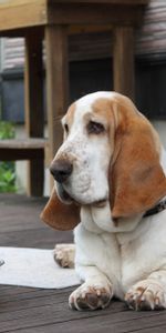 Dog,Muzzle,Bowl,Basset,Big Ears,Animals