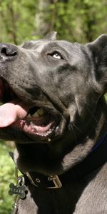 Dog,Muzzle,Cane Corso,Kane Corso,Open Mouth,Animals,Curiosity