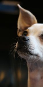 Dog,Muzzle,Chihuahua,Animals