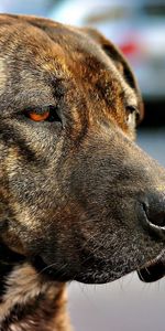 Dog,Muzzle,Color,Sight,Opinion,Animals,Sorrow,Sadness