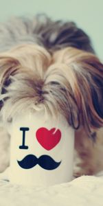 Animales,Perro,Bozal,Taza,Una Taza,Curiosidad,Yorkshire Terrier