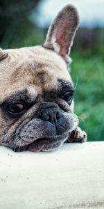 Museau,Muselière,Bulldog Français,Chien,Animaux,Français Bouledogue