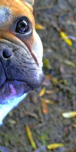 Muselière,Bulldog Français,Museau,Bouledogue,Animaux,Chien,Français Bouledogue