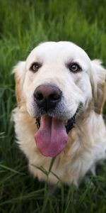 Animales,Bozal,Perro Perdiguero De Oro,Golden Retriever,Perro