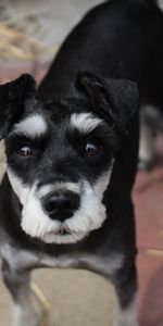 Animales,Perro,Bozal,Corte De Pelo,Un Corte De Pelo,Schnauzer