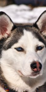 Dog,Muzzle,Husky,Animals,Snow