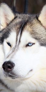 Dog,Muzzle,Husky,Haska,Animals,Eyes