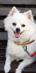 Dog,Muzzle,Leash,Small,Petite,German Spitz,Animals