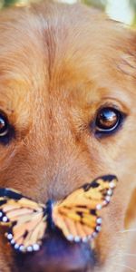 Dog,Muzzle,Opinion,Sight,Animals,Butterfly