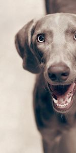 Dog,Muzzle,Opinion,Sight,Expectation,Waiting,Cheery,Animals,Happy