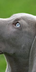 Animales,Perro,Bozal,Perfil,Ojos Azules,De Ojos Azules