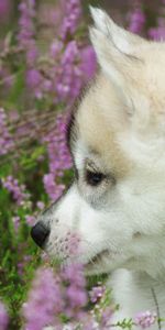 Dog,Muzzle,Puppy,Profile,Animals