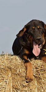 Dog,Muzzle,Sheepdog,Hay,Animals,Sheep Dog,Sunflowers