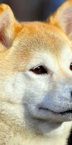 Akita Inu,Muselière,Opinion,Vue,Museau,Animaux,Chien