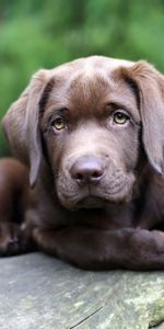 Dog,Muzzle,Sight,Opinion,Puppy,Animals