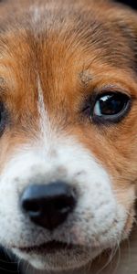 Dog,Muzzle,Sight,Opinion,Puppy,Beagle,Animals