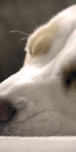 Dog,Muzzle,Sleep,Nose,Animals,Close Up,Dream