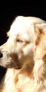 Dog,Muzzle,Sunlight,Profile,Animals