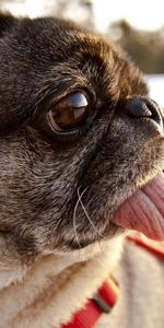 Animales,Perro,Bozal,Lengua,Idioma,Doguillo,Pug